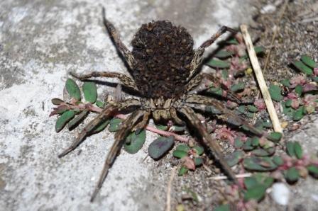 Hogna radiata